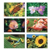 Aquapaintings™ Nature & Wildlife (Pack of 12)