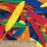 Color Splash!® Duck Quill Feather Assortment