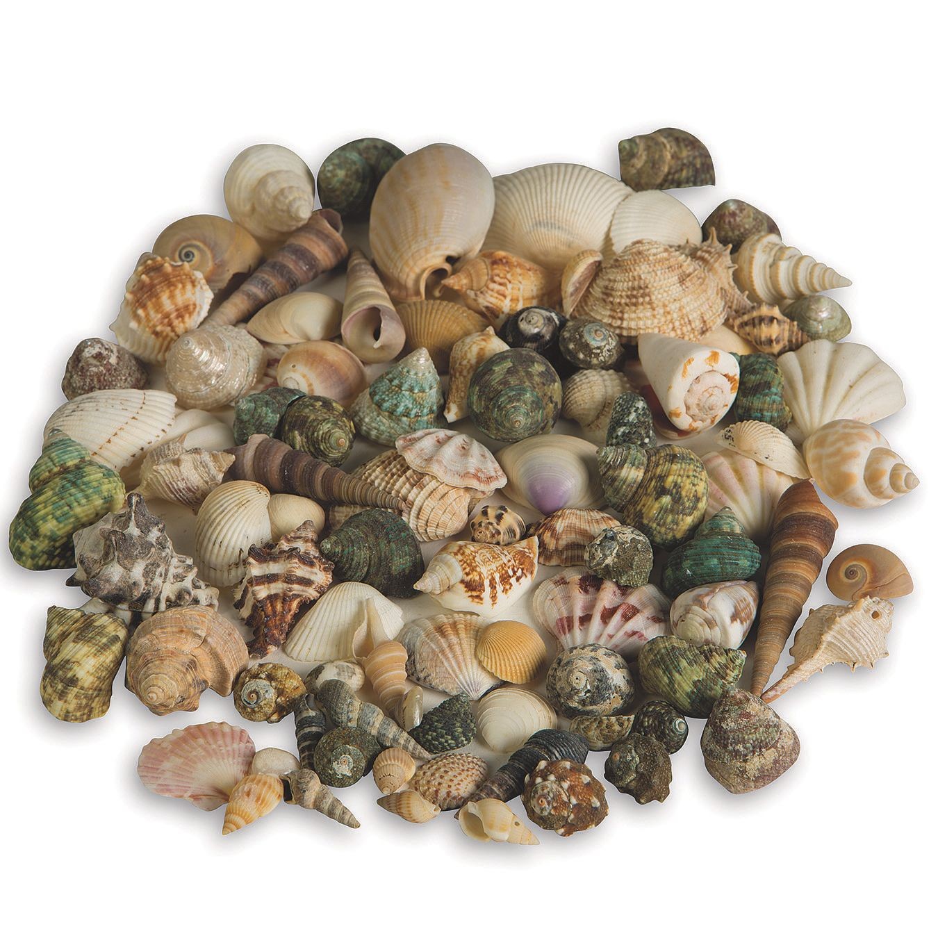 Nature Watch Sea Shell Mix - Seashells by the Pound