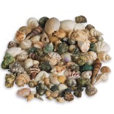 Natural Seashell Assortment, 1 lb