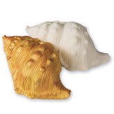 Color-Me™ Seashells (Pack of 12)