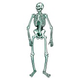 Jointed Skeleton 4' Tall Posable Wall Hanging