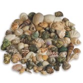 Natural Seashell Assortment, 2-1/2 lbs.