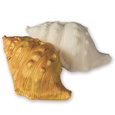 Color-Me™ Seashells (Pack of 12)