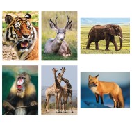 S&S® Aquapaintings™ Wild Animals (Pack of 12)