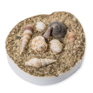 Fossil Seashell Casting Craft Kit (Pack of 24)