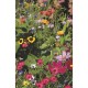 Wildflower