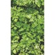 Herb