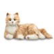Orange Tabby